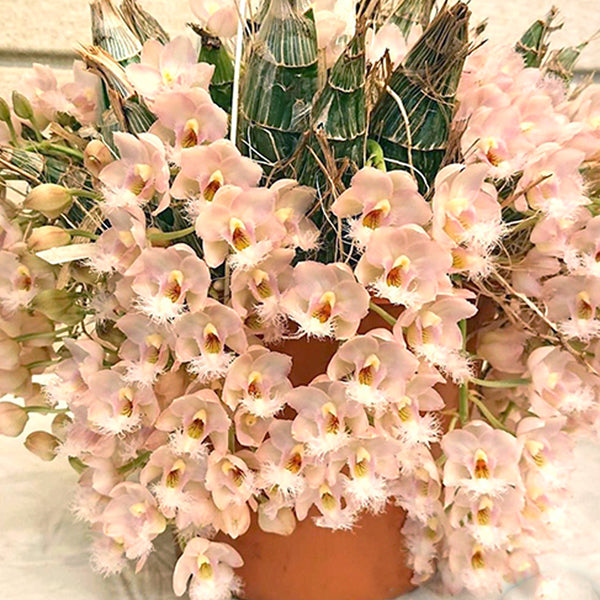 開花サイズ タケノコ蘭 Clowesia Rebecca Northen Cl. Rebecca Northen – Roehampton Orchids