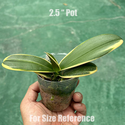 [Bare-root]Phal. Chia E Yenlin (variegata) 黑花出藝 [Jun Preorder]