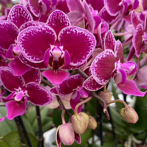 [Bare-root]Phal. Chia E Yenlin (variegata) 黑花出藝 [Jun Preorder]