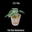 [Bare-root]Alocasia reginula 'Ninja' 忍者觀音蓮 [Wishlist]