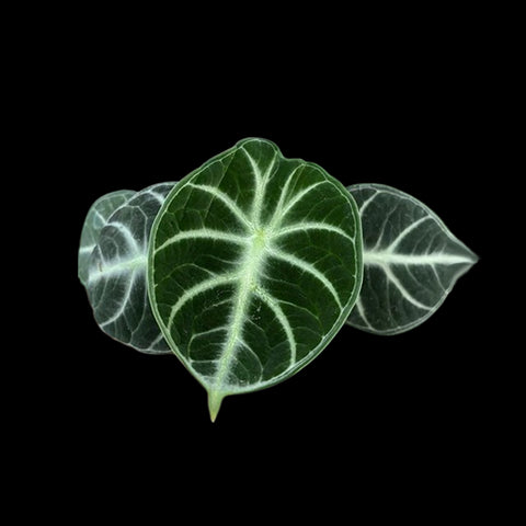 [Bare-rooted]Alocasia reginula 'Ninja' 忍者觀音蓮[Jun Preorder]