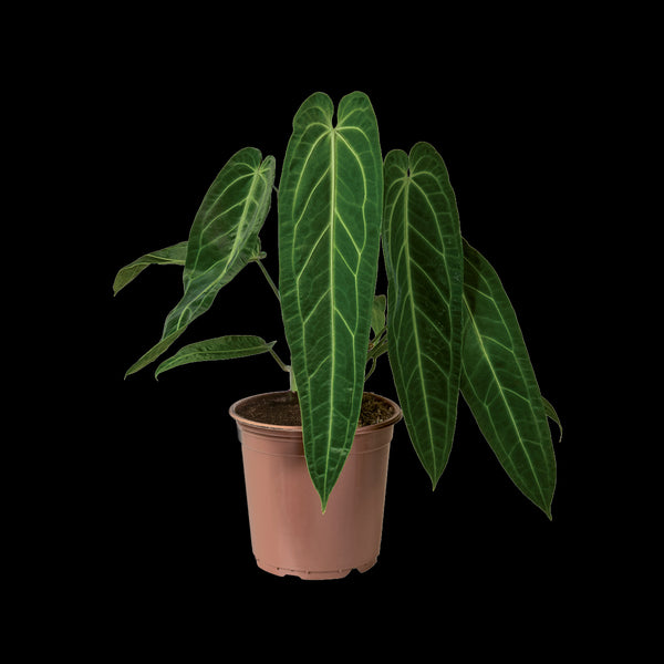 Bare-root]Anthurium warocqueanum 火鶴之后 [Sept in Stock