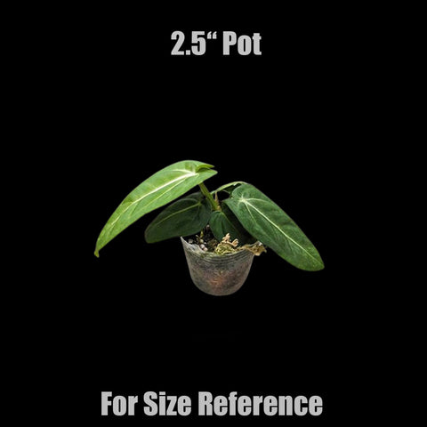[Bare-root]Anthurium villenaorum 青蘋果火鶴 [Jun Preorder]