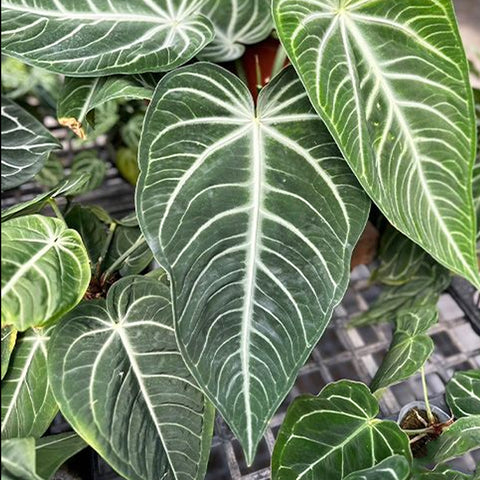 [Bare-root]Anthurium villenaorum 青蘋果火鶴 [Jun Preorder]