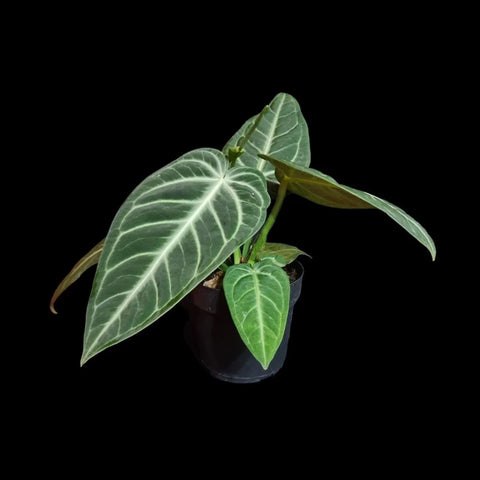 [Bare-root]Anthurium villenaorum 青蘋果火鶴 [Jun Preorder]