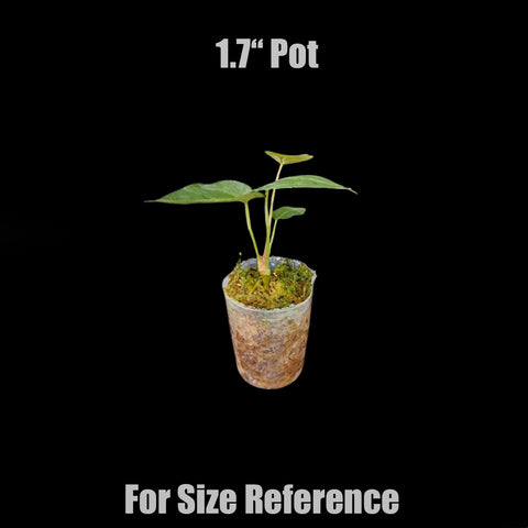 [Bare-root]Anthurium magnificum 華麗花燭 [Jun Preorder]