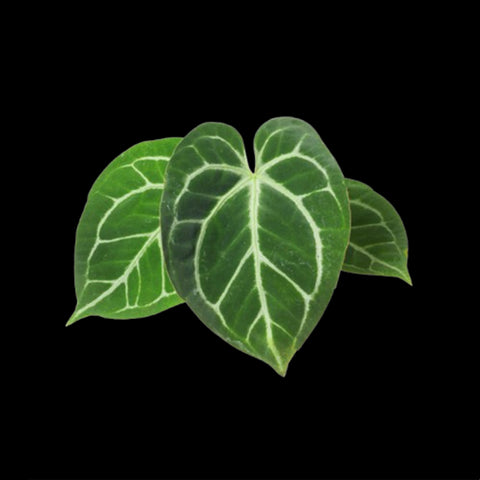 [Bare-root]Anthurium magnificum 華麗花燭 [Jun Preorder]