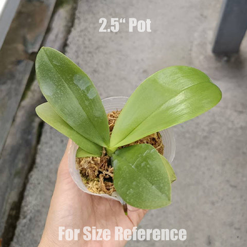[Bare-root]Phal. Meidarland Kaiulani '685' 凱烏蘭妮 '685'[Jun Preorder]