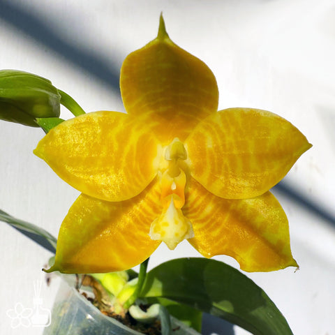 [Bare-root]Phal. MS Royal Yellow ‘Big’ 皇家大黃 [Jun Preorder]