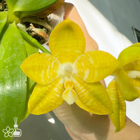 [Bare-root]Phal. MS Royal Yellow ‘Big’ 皇家大黃 [Jun Preorder]