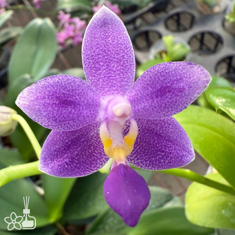 [Bare-root]Phal. Blue Star Equalacea 小藍星 [Jun Preorder]