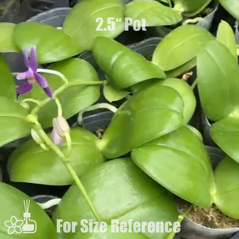 [Bare-root]Phal. Blue Star Equalacea 小藍星 [Jun Preorder]
