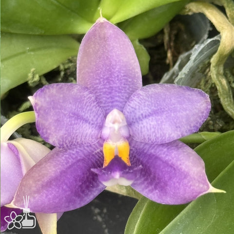 [Bare-root]Phal. Jewel Jaguar Indigo 藍珍珠  [Jun Preorder]