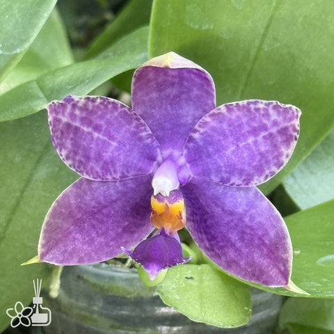 [Bare-root]Phal. Jewel Jaguar Indigo 藍珍珠  [Jun Preorder]