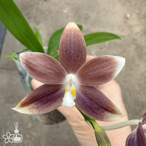 [Bare-root]Phal. tetraspis coffee 咖啡盾 [Jun Preorder]