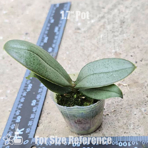 [Bare-root]Phal. I-Hsin Maple Valley 楓之谷 [Jun Preorder]