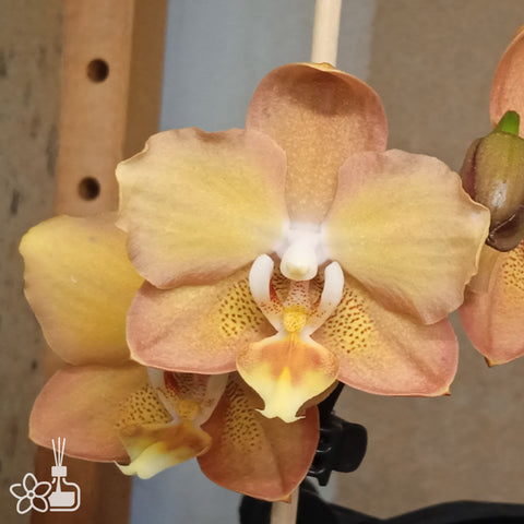 [Bare-root]Phal. I-Hsin Maple Valley 楓之谷 [Jun Preorder]