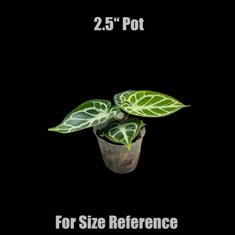 [Bare-root]Anthurium 'Dorayaki' × 'Silver Blush' 丸葉 × 銀刷 [Jun Preorder]