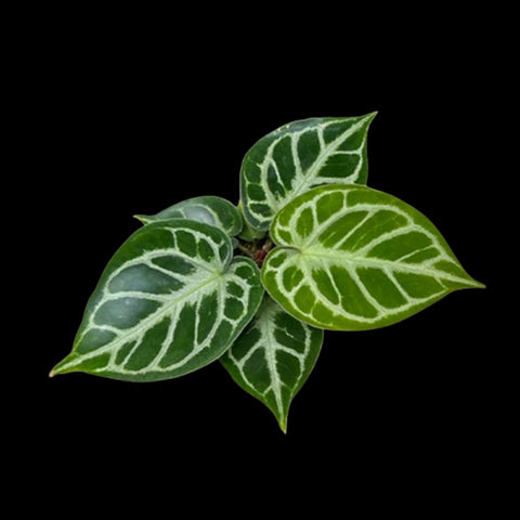[Bare-root]Anthurium 'Dorayaki' × 'Silver Blush' 丸葉 × 銀刷 [Jun Preorder]