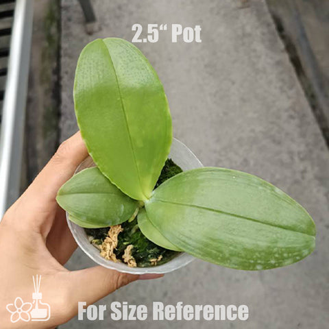 [Bare-root]Phal. bellina '680' 美麗娜 '680' [July Preorder]