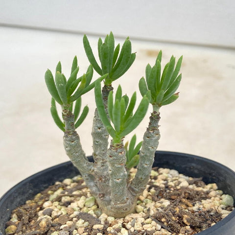 [Bare Root]Tylecodon pearsonii 奇峰錦 [Wishlist]