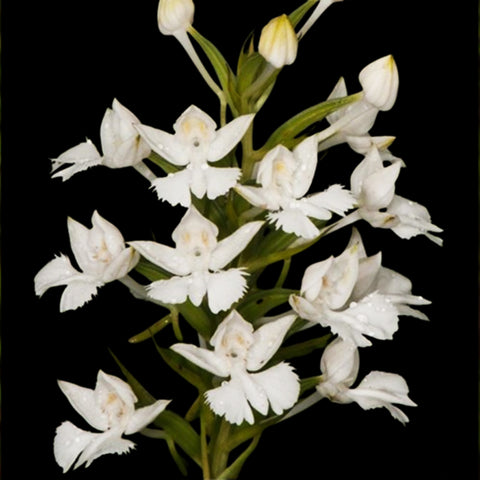 [Bulb]Habenaria dentata [July Preorder]
