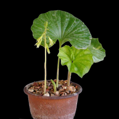[Bulb]Nervilia aragoana [July Preorder]