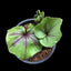 [Bulbs] Nervilia  calcicola [2.4 BS][Wishlist]