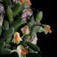 [Bare-root] Dendrobium lichenastrum [1.7 BS][Wishlist]