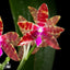 [Bare-root][Import AS-IS] Phal. bastianii  [2.4" NBS][Jun Preorder 26]