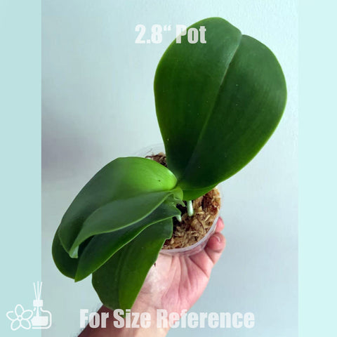 [Bare-root]Phal. Shingher Pure Love x Phal. Chienlung Red King 紫葡萄[Aug in Stock]
