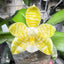 [Bare-root] Phal. Lyndon Gold Ring 林登戒指 [May in Stock]