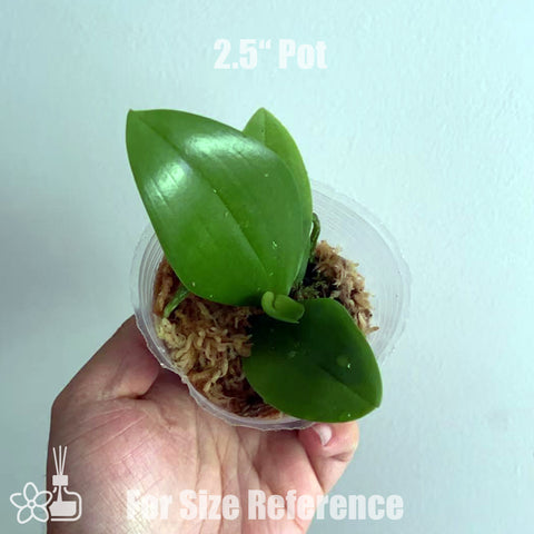 [Bare-root]phal. aphrodite x mannii 阿婆x曼尼 [July in Stock]