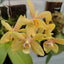 [Bare-root]phal. aphrodite x mannii 阿婆x曼尼 [Wishlist]