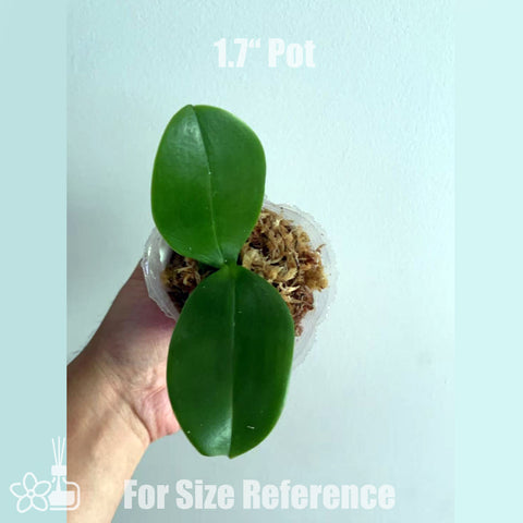[Bare-root]Phal. equestris x violacea EQ狗 [July in Stock]