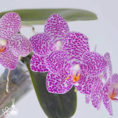 [Bare-root]Phal Talin Lion 塔林獅子  [Aug in Stock]