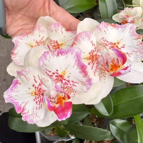 [Bare-root]Phal. I-Hsin Spot Leopard Peloric 麒麟  [Wishlist]