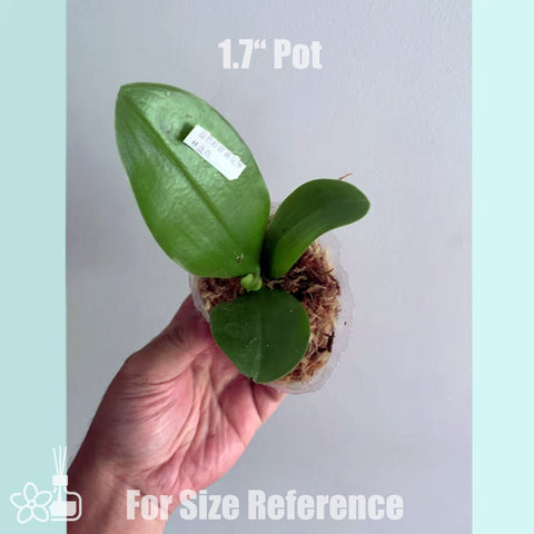 [Bare-root]Phal. Blue Jennifer x Lioulin Bluebird 藍珍妮x藍鳥 [July in Stock]