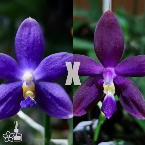 [Bare-root]Phal. Blue Jennifer x Lioulin Bluebird 藍珍妮x藍鳥 [July in Stock]