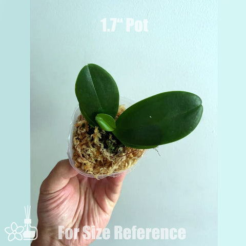 [Bare-root]Phal. Yaphon Golden Leopard 黃金豹 [July in Stock]