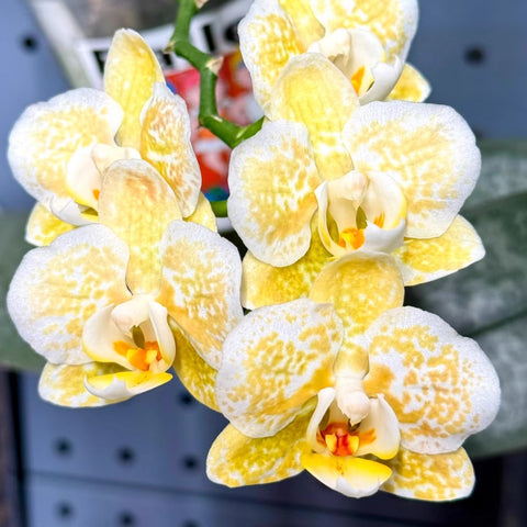 [Bare-root]Phal. Yaphon Golden Leopard 黃金豹 [July in Stock]