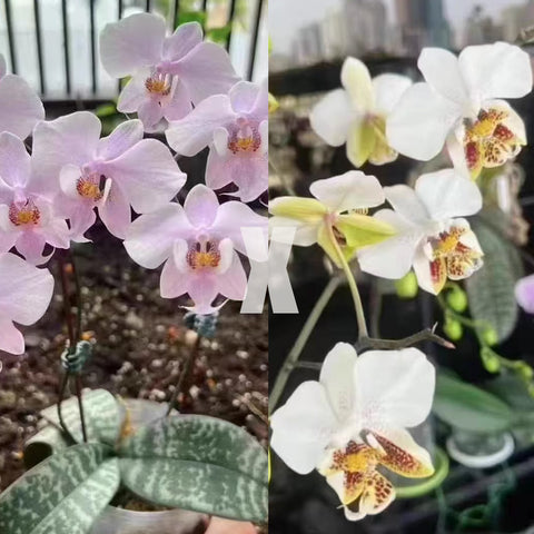 [Bare-root]Phal. schilleriana "Madonna"x stuartiana "Sogo" 麥當娜西x白史 [Aug in Stoin]