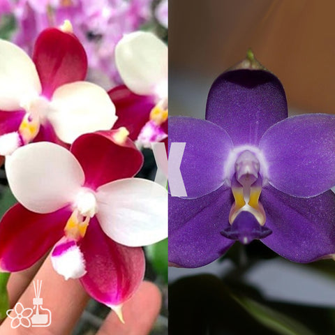 [Bare-root]Phal. SWR Yuyu Rich xYaphon Bluebird 魚魚x藍鳥 [July in Stock]