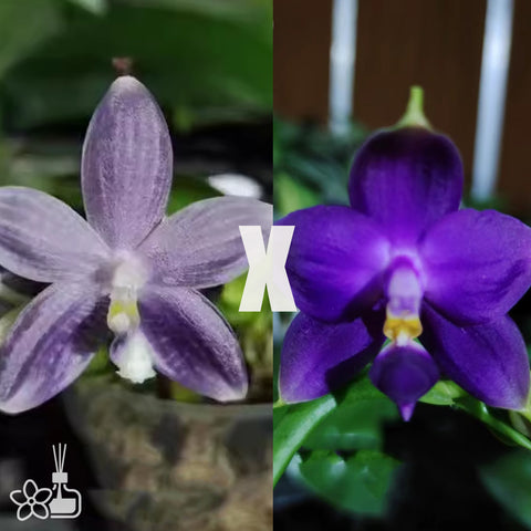 [Bare-rooted]Phal. speciosa "Blue" x violacea indigo 藍盾x硬地狗[July in Stock]