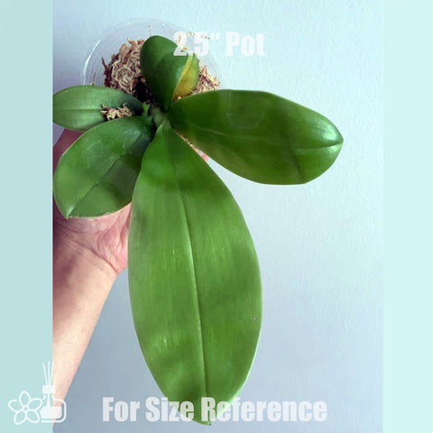 [Bare-rooted]Phal. bellina Pink x violacea indigo 粉貝x硬地狗[July in Stock]