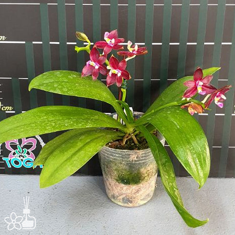 [Bare-root]Phal Valentinii 瓦倫 [Aug in Stock]
