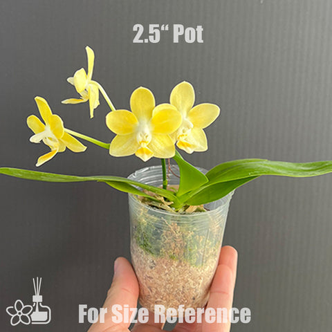 [Bare-root]Phal. Mango Panna Cotta 芒果奶酪 [Aug in Stock]