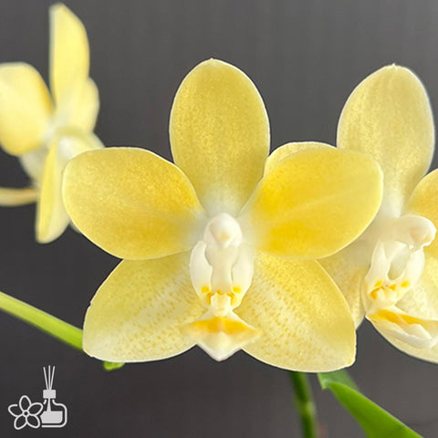 [Bare-root]Phal. Mango Panna Cotta 芒果奶酪 [Aug in Stock]