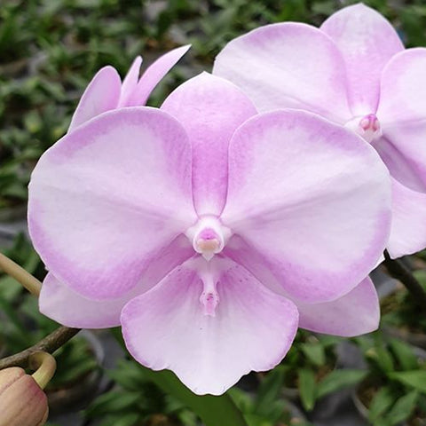 [Bare-root]Phal. SKB Sakura 櫻花SKB [Aug in stock]