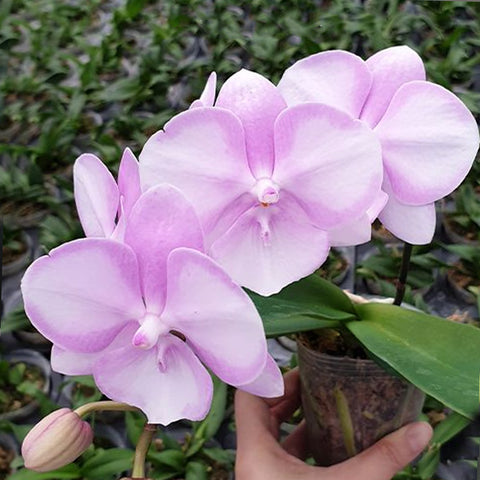 [Bare-root]Phal. SKB Sakura 櫻花SKB [Aug in stock]